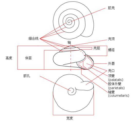 蜗牛：慢吞吞的生存大师，还是被误解的哲学家？-因为所以