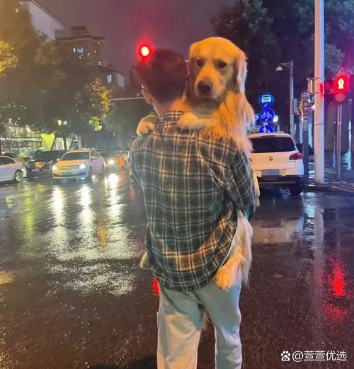 主人抱2月龄幼犬在小区路边看行人