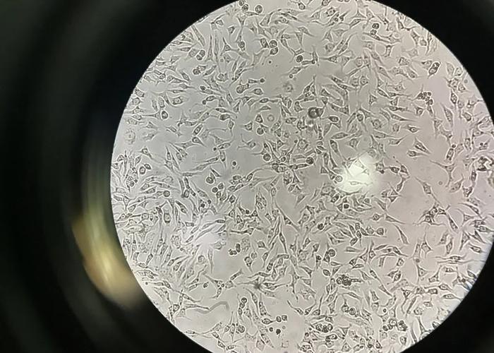 生物实验室培养箱内贴壁生长的细胞层显微实拍