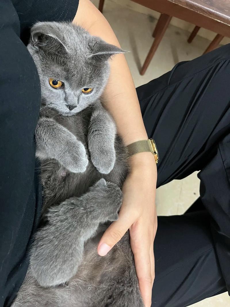 雷雨夜躲在主人怀里发抖的蓝猫