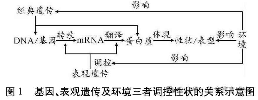 儿童基因表达环境触发机制示意图