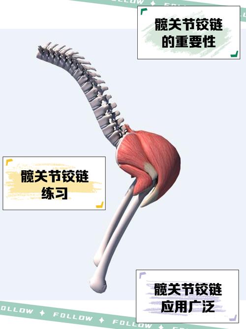 正确弯腰髋部铰链示意图