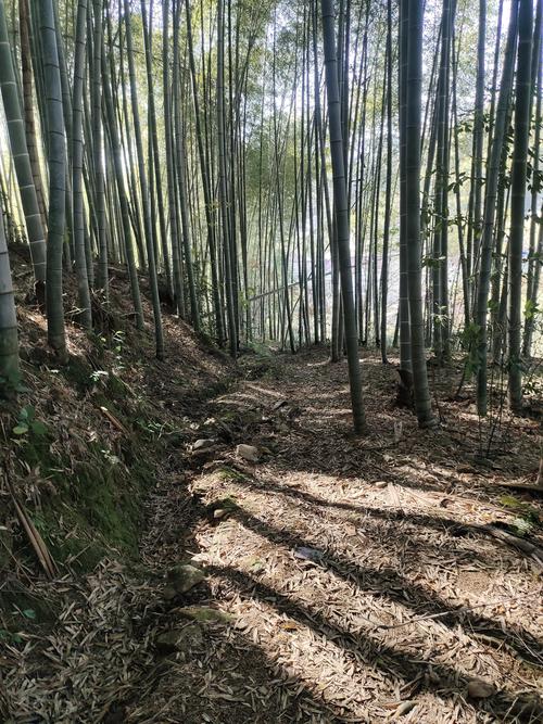 南方山林散户毛竹林种植场景