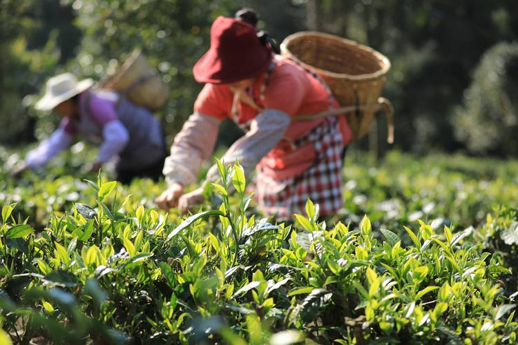云南茶农使用手机AI识别茶叶实景图