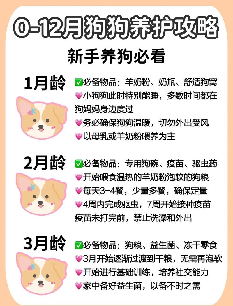 日常养宠,其实只要做好这几件事