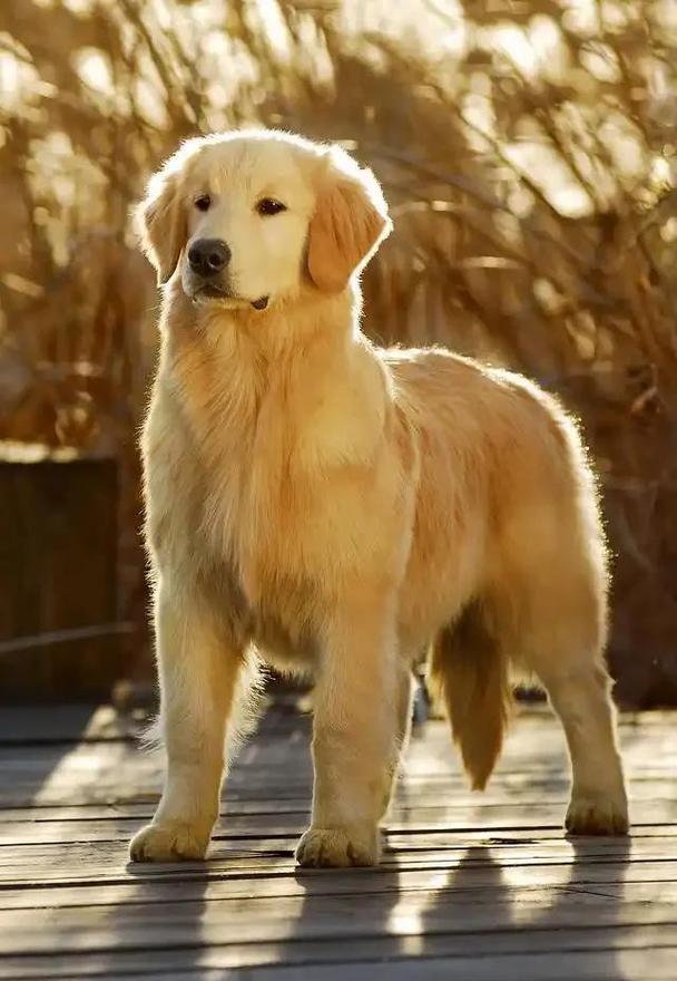 金毛寻回犬用鼻子轻推伏案工作的主人手臂，一脸期待