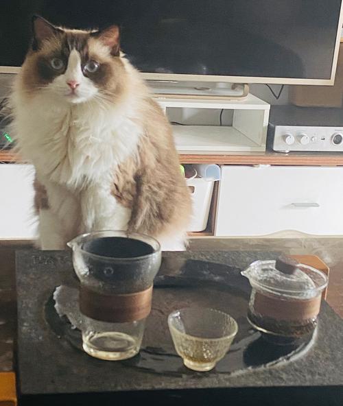 客厅茶几上堆着奶茶杯和猫毛的真实日常场景