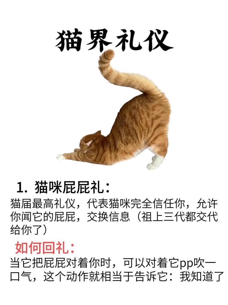 为什么猫咪会给你带“礼物”？