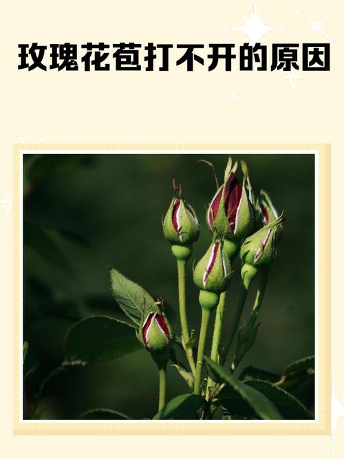 园丁的花苞手记——促花不开花的那些坑