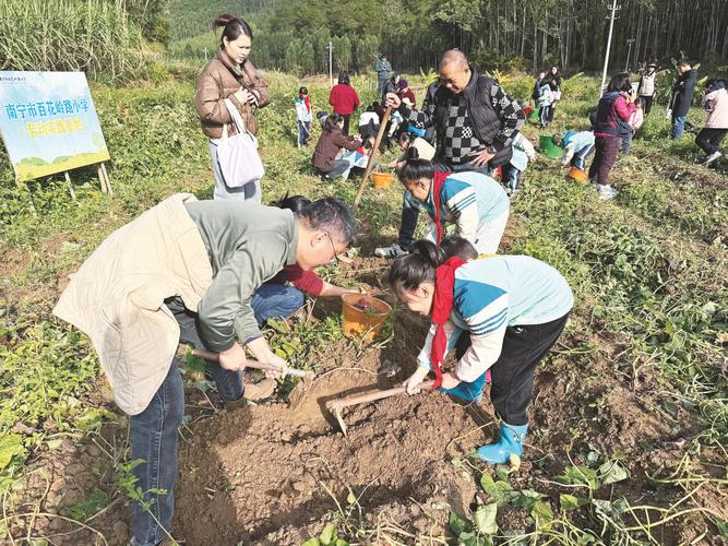 小学生劳动实践基地挖红薯体验