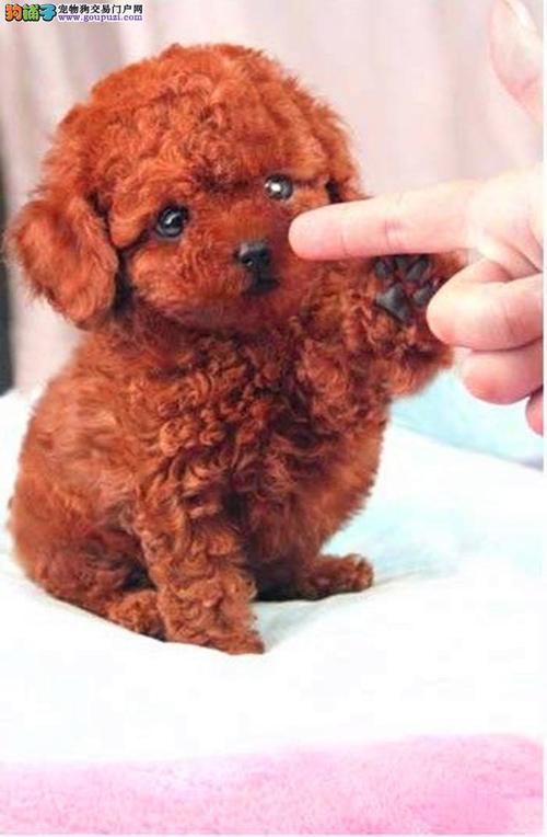 关于贵宾犬(泰迪)的冷知识,你知道几个?-大讲堂