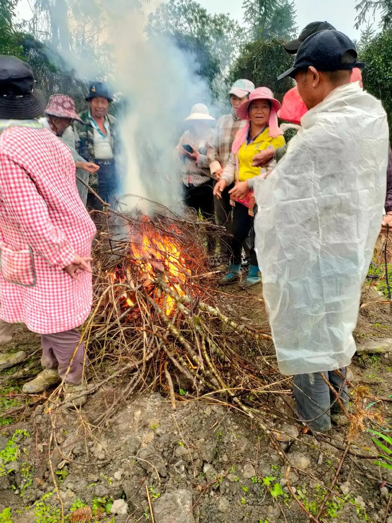 彝族村民举自制火把绕荞麦地驱虫