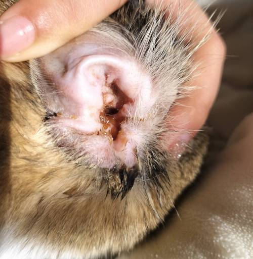 猫咪耳螨感染咖啡渣状分泌物实拍