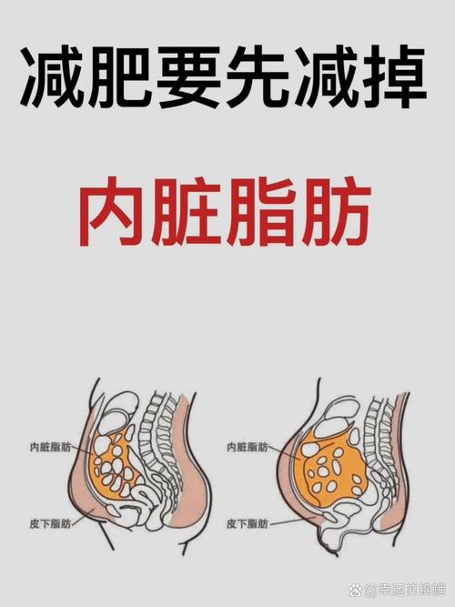 腹部皮下脂肪与内脏脂肪位置对比示意图