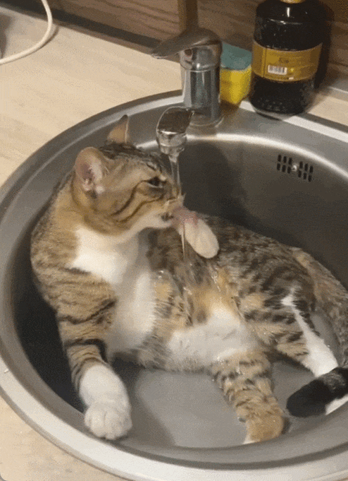 猫咪蹲空塑料宠物水盆舔舐实拍