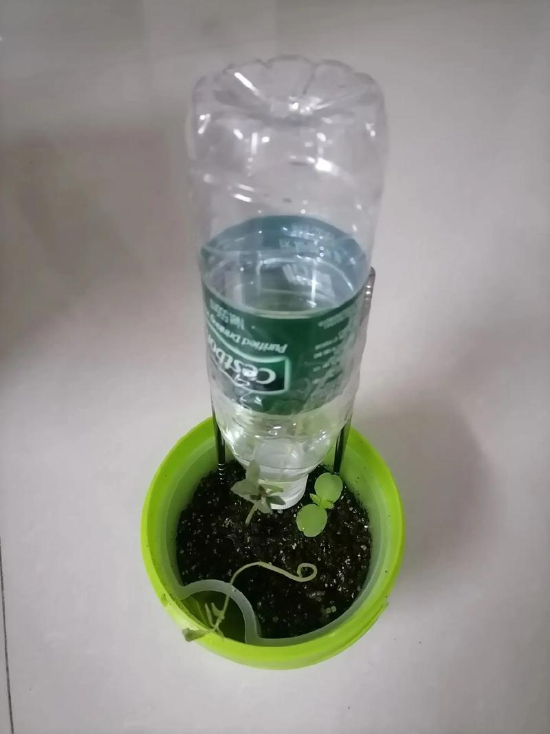自动滴水浇花器塑料瓶diy实拍