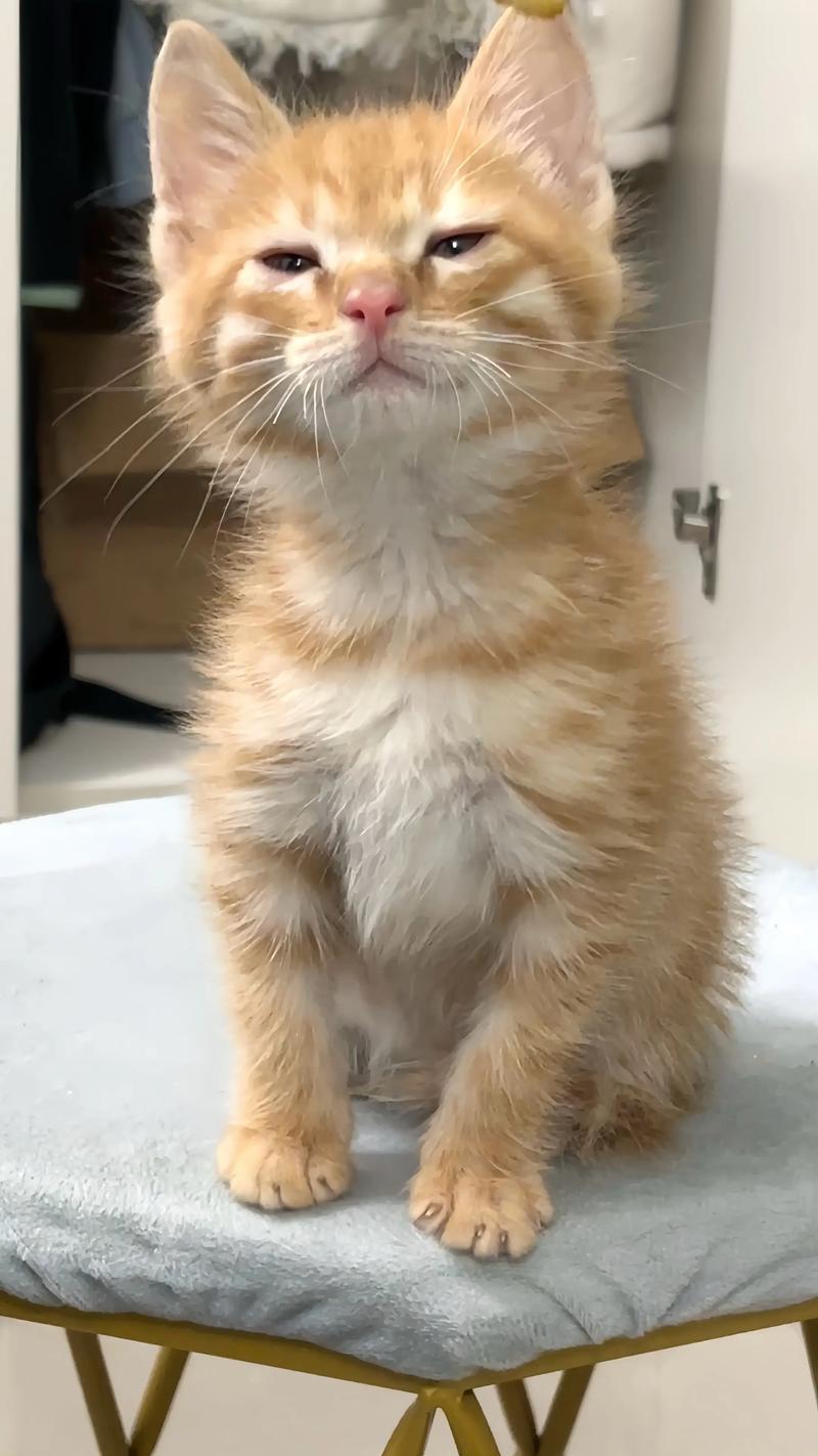 一只橘猫好奇地嗅着婴儿小鞋子