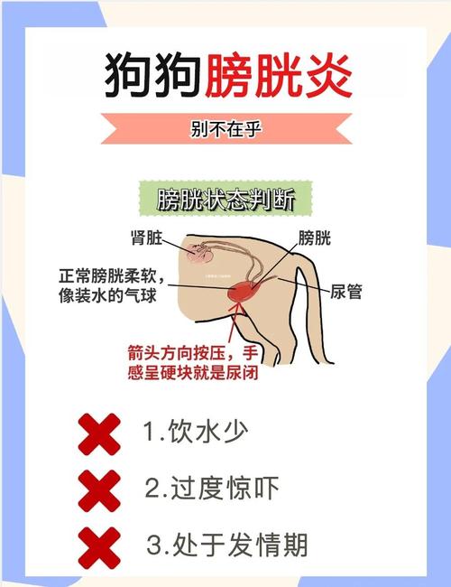 狗狗膀胱炎临床症状观察对比图