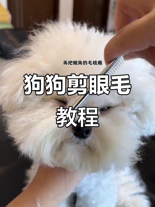 宠物眼周修剪安全范围示意图