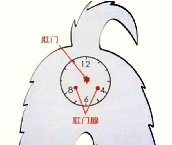 狗狗肛门腺四点八点位置示意图