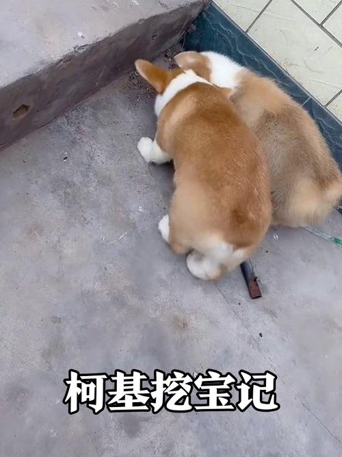 柯基啃水泥墙角实拍图