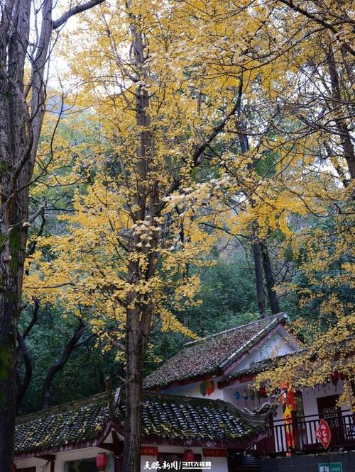 黔灵山寺庙银杏