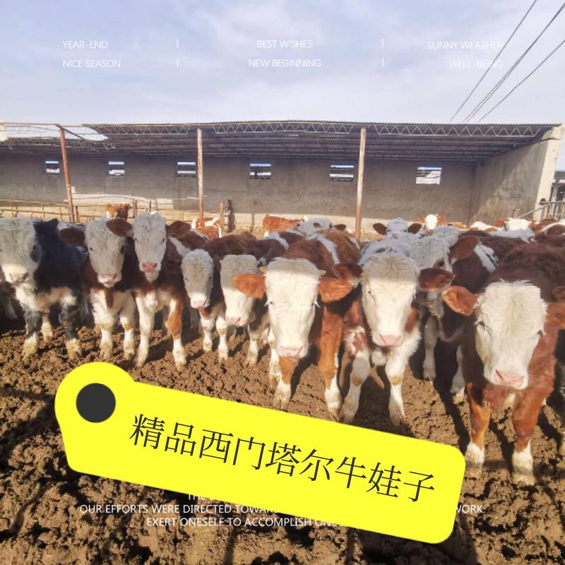 藤蔓：家里最省心的软装，让出租屋也有森林感-因为所以