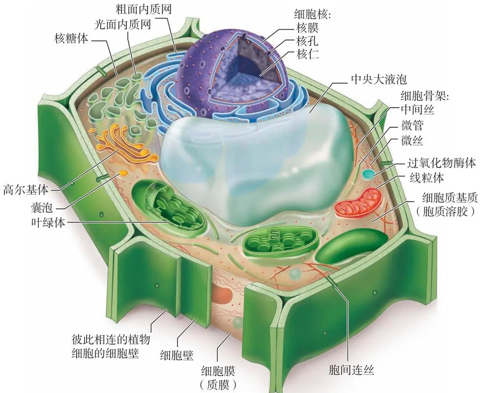 线粒体叶绿体双层膜结构对比图