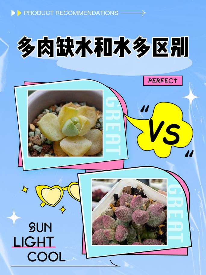 多肉植物盆土干湿状态对比图