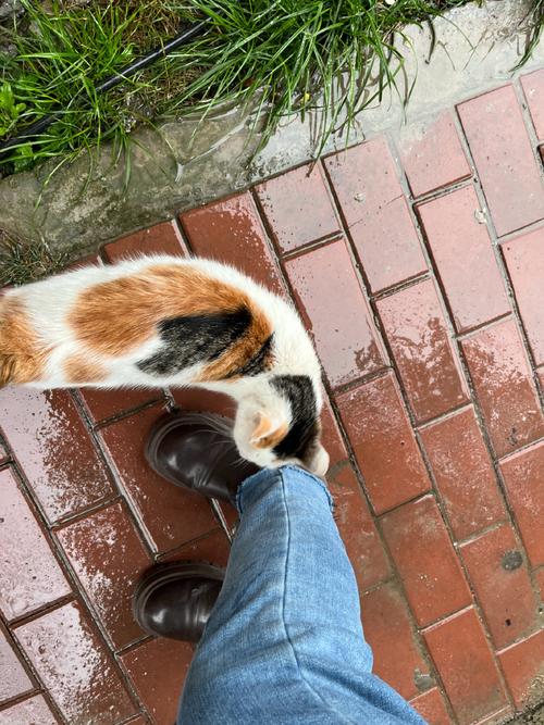 三花猫蹲在人类帆布鞋边蹭脚踝的居家实拍