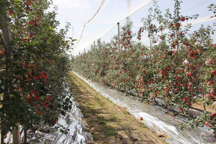 苹果园机械化采收与遮雨膜覆盖种植实景