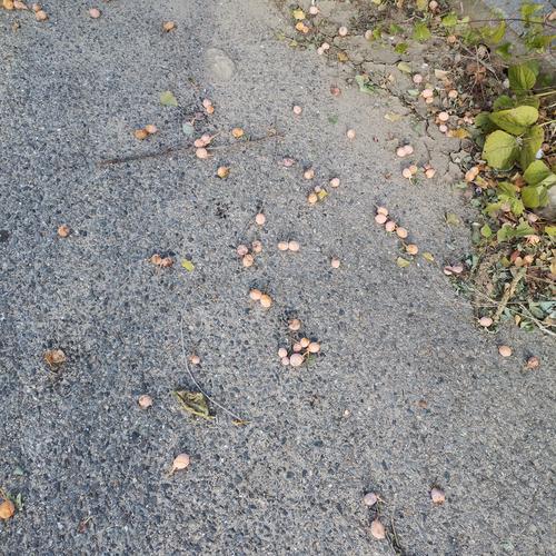 春季雨后小区步道上落的梧桐果毛特写