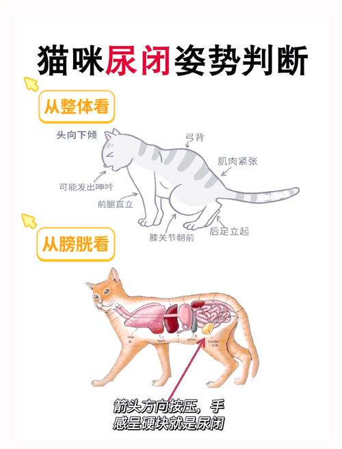 猫咪膀胱位置触摸判断尿闭示意图