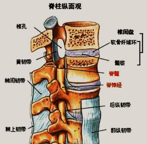 犬椎间盘突出脊髓压迫解剖示意图