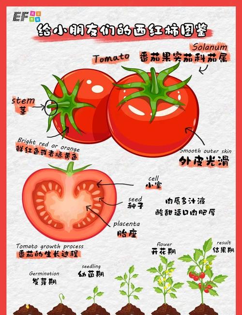 四、从意大利到东北:番茄是怎么征服全球厨房的?