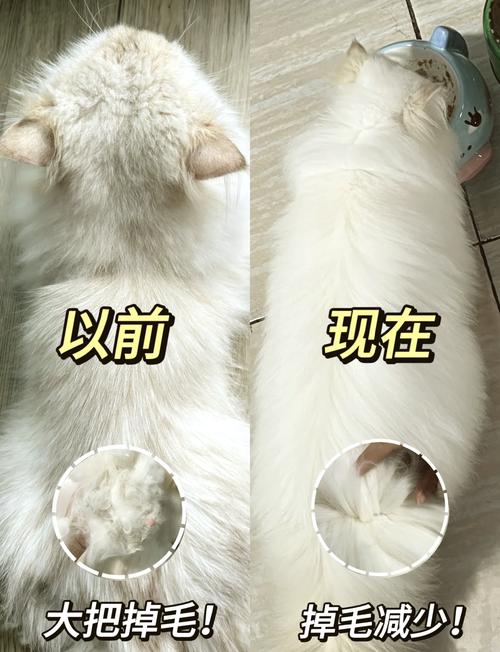 宠物正常换毛与异常掉毛对比图