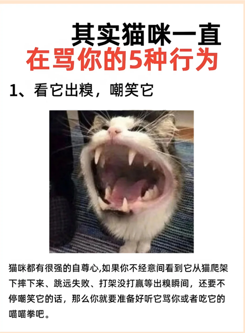 别乱骂猫，它的行为全在跟你说话