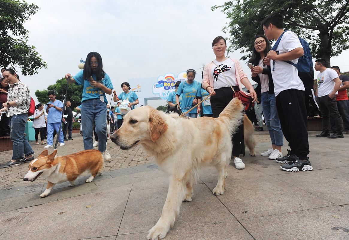 城市小区遛狗宠物致害纠纷场景示意图