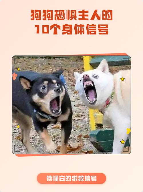 狗狗害怕放松身体信号对比图