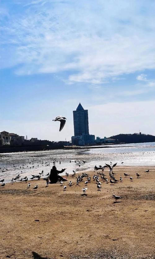 滨海路漫步:海鸥与废弃的码头