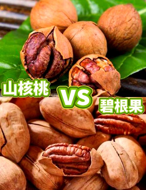 普通核桃山核桃碧根果直观对比图