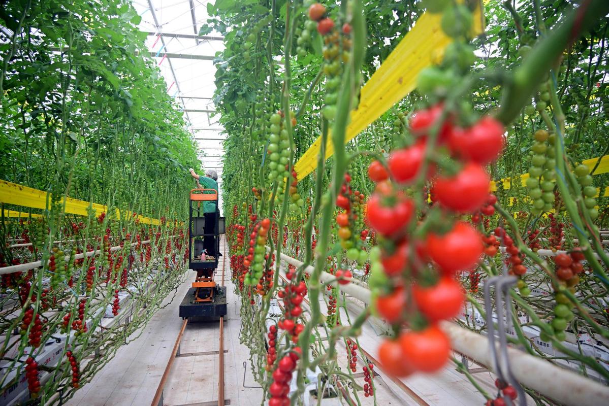 有机蔬菜水果农场实拍