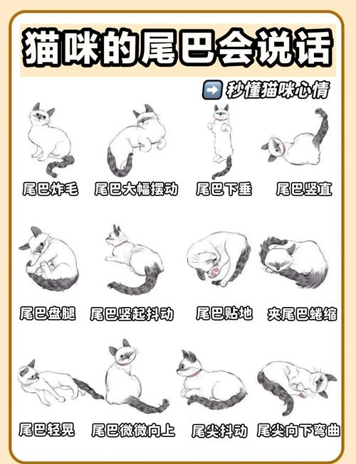 猫咪尾巴的动作，90%的人都看错了