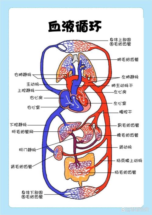 冬季人体下肢末梢血液循环示意图