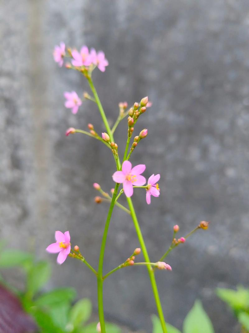 阳台上破旧花盆里冒出的小野草特写