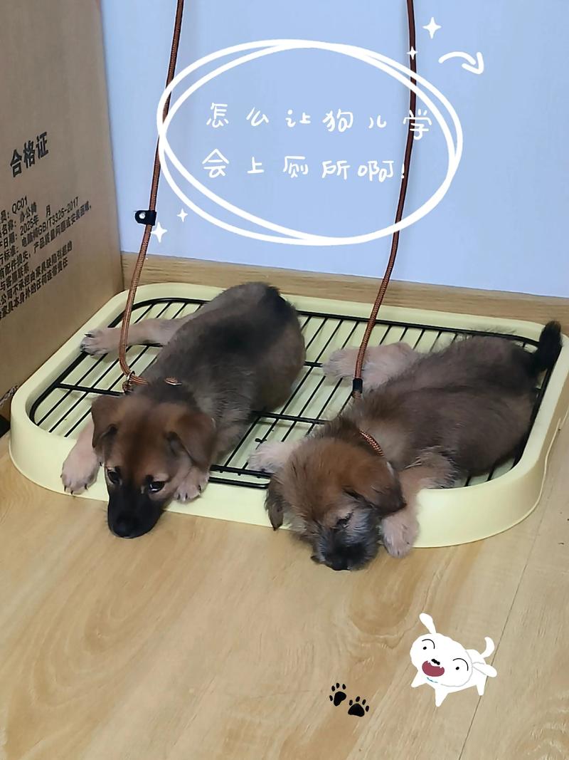 突然乱拉，别先怪宠物不听话