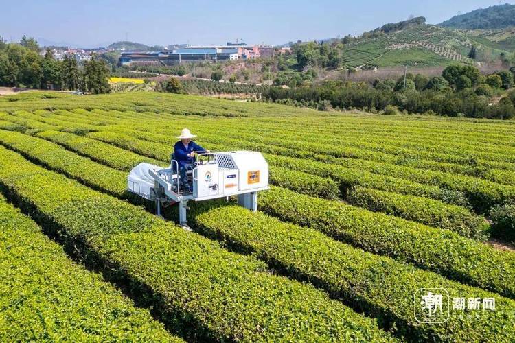 智能采茶机茶园测试作业场景