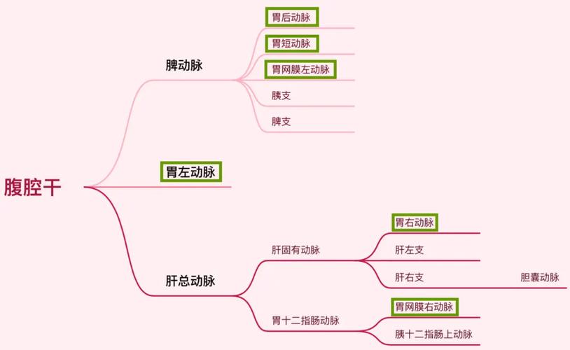 胃部接触冰水后血管收缩的生理反应示意图