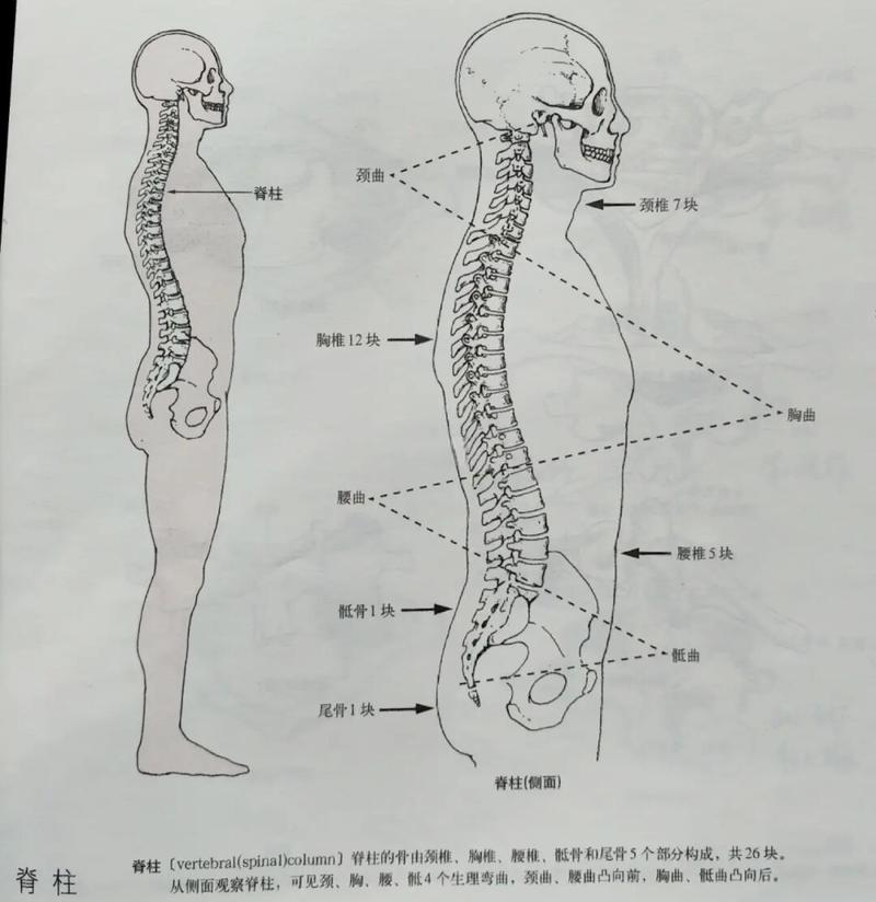 人体平躺脊柱正常生理曲度示意图