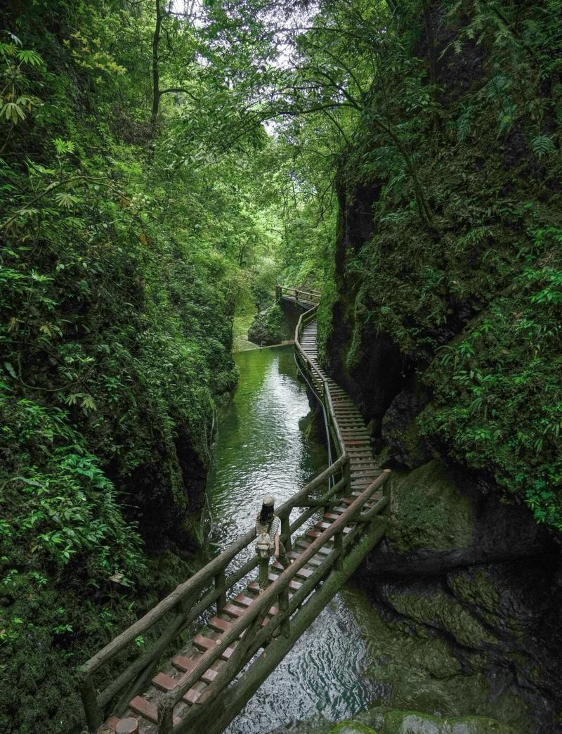 青城山古树林荫登山步道